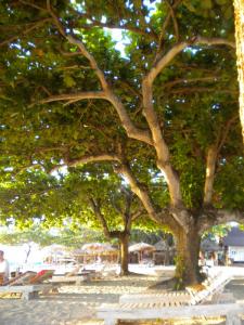 bali2011x1150.JPG